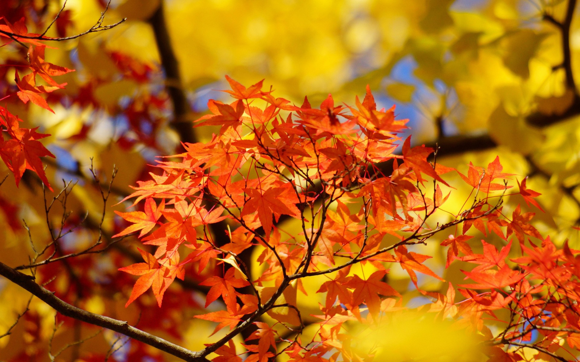 клен листья желтые осень природа дерево загрузить