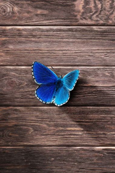 Butterfly Is Wallpaper 640 x 960 380x570