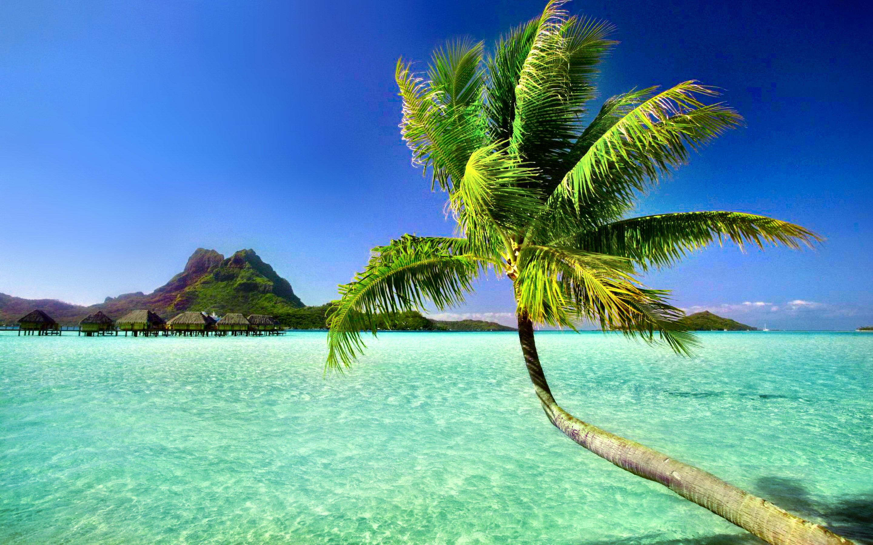Beach tree. Парадиз остров Карибского моря. Море пальмы. Пляж с пальмами. Тропический остров.
