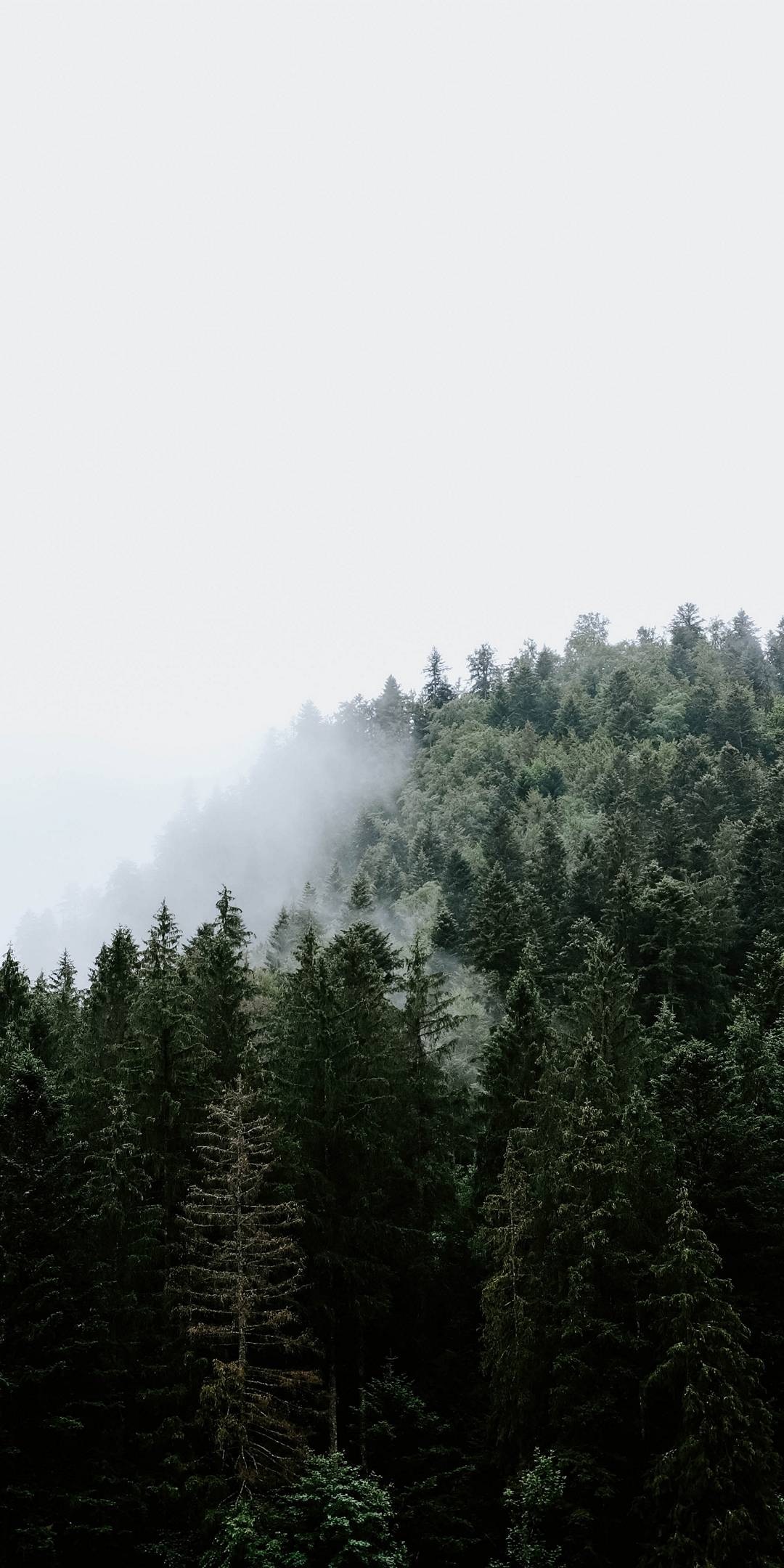 1080x2160 Wallpaper - 002