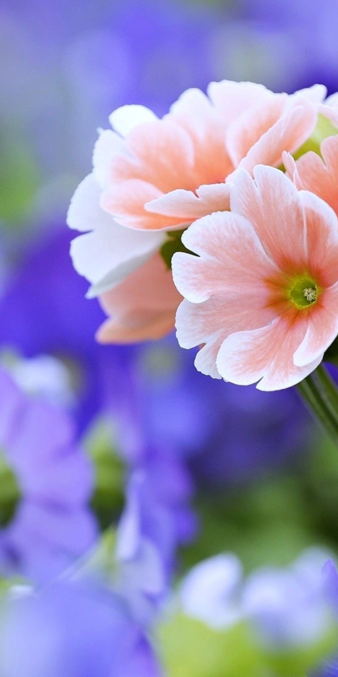 Beautiful Flowers Wallpaper [1080x2160]