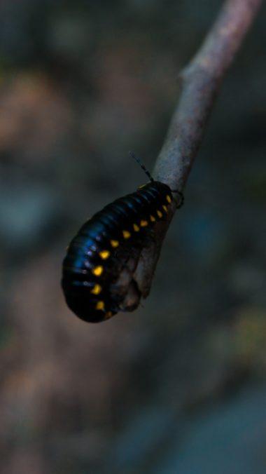 Caterpillar Insect Color Blur Wallpaper 2160x3840 380x676