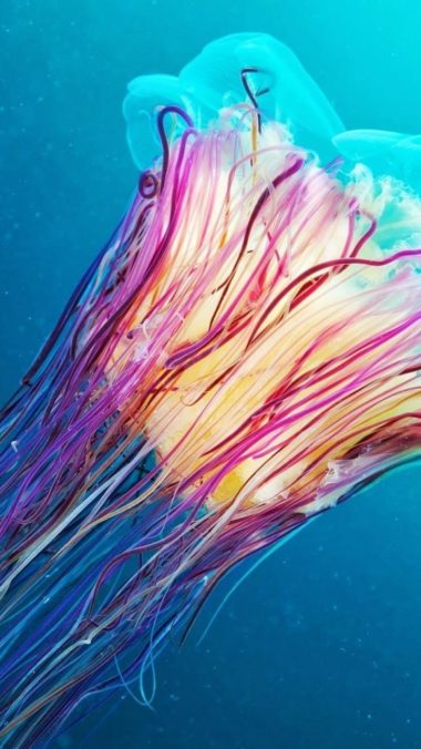 Colorful Underwater Wallpaper 720x1280 380x676