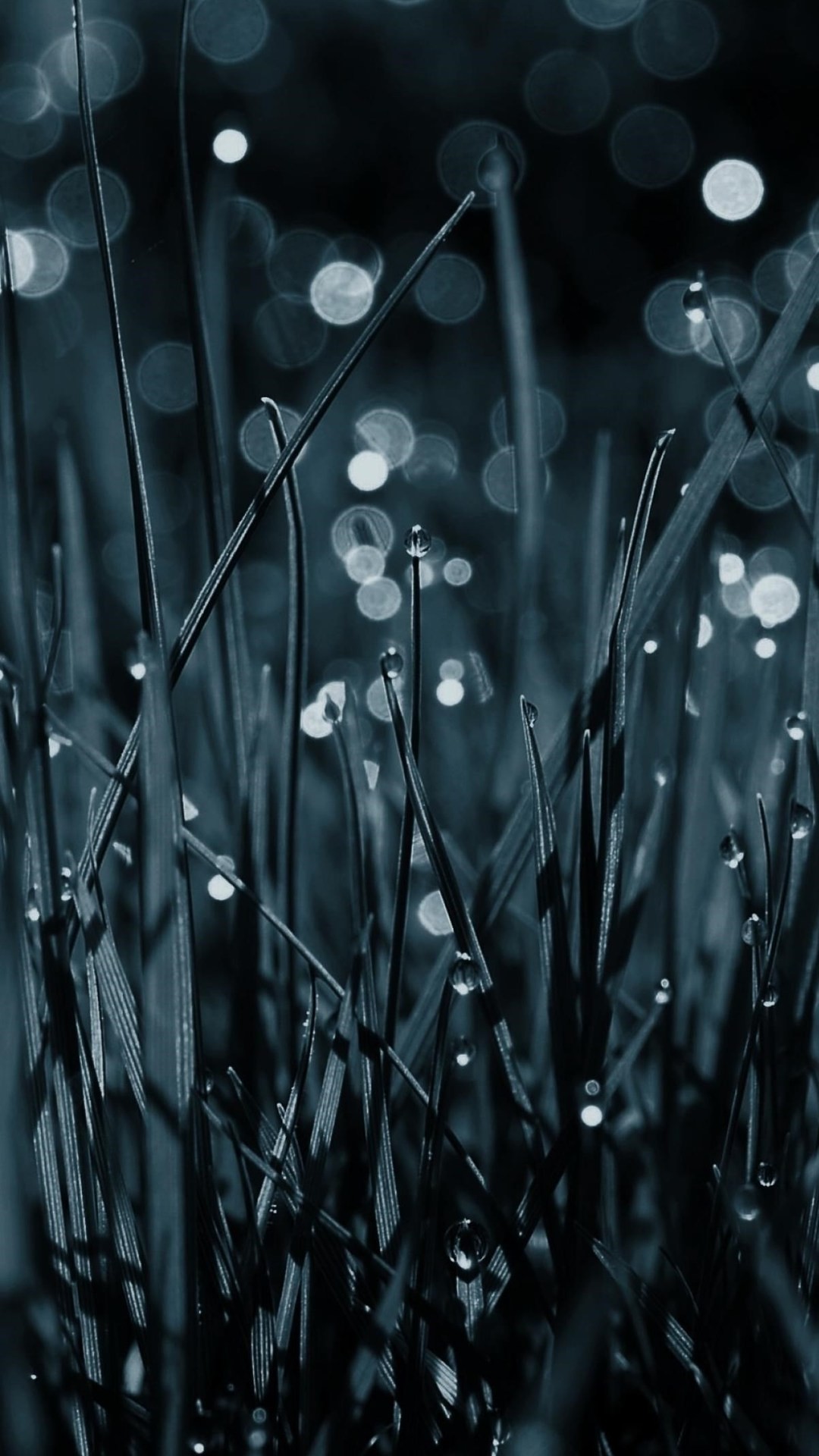 Dew Drops On Grass Pic Wallpaper - [1080x1920]