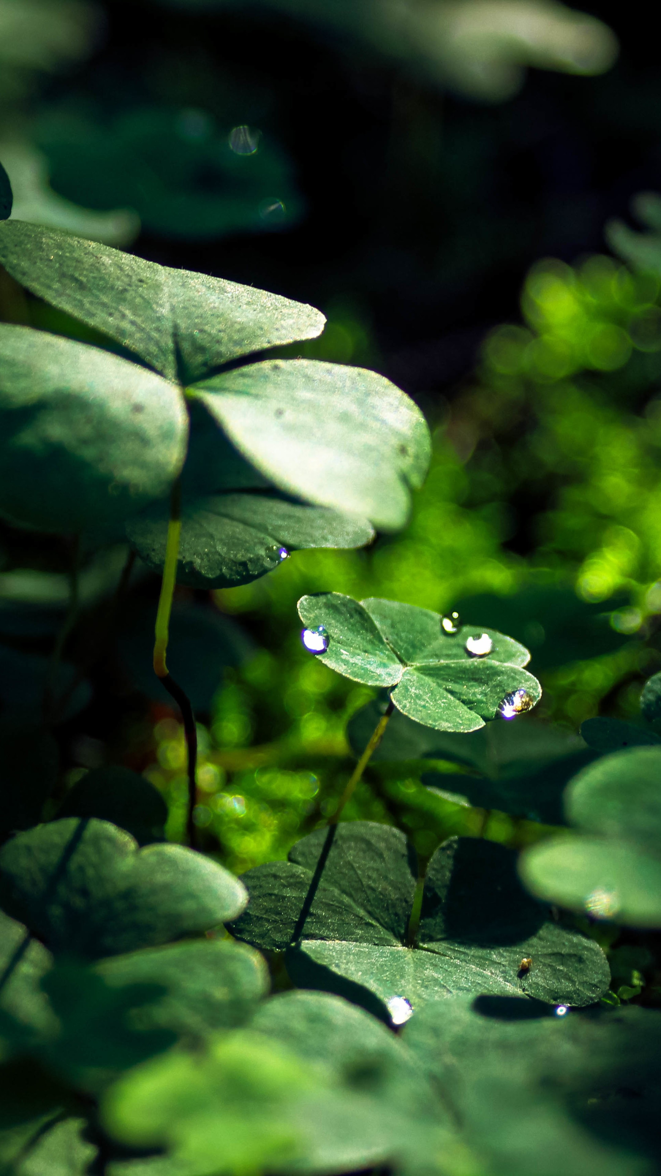 Awesome Wallpaper Water Drop On Leaf pictures