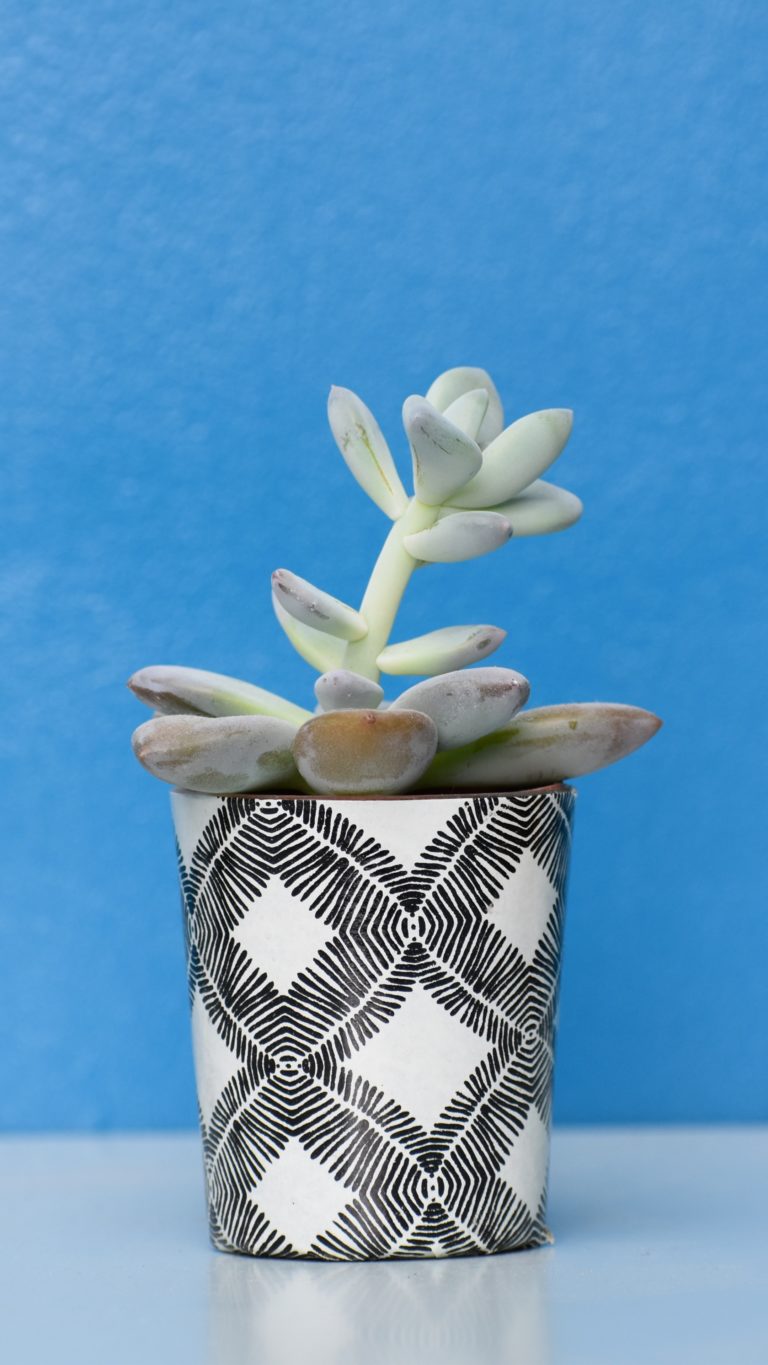 Houseplant Pot Table Wallpaper - [2160x3840]