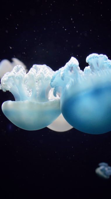Jellyfish Close Up Swim Underwater World Wallpaper 2160x3840 380x676