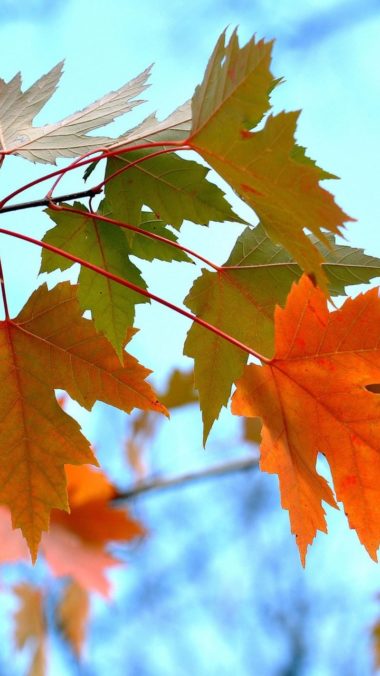 Maple Leaves Branches Wallpaper 720x1280 380x676