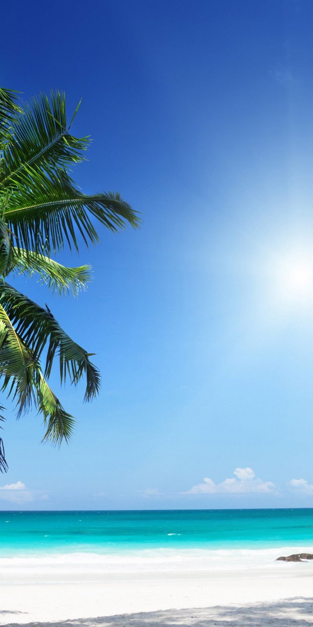 Palm Tree Ultra Hd Wallpaper 1080x2160