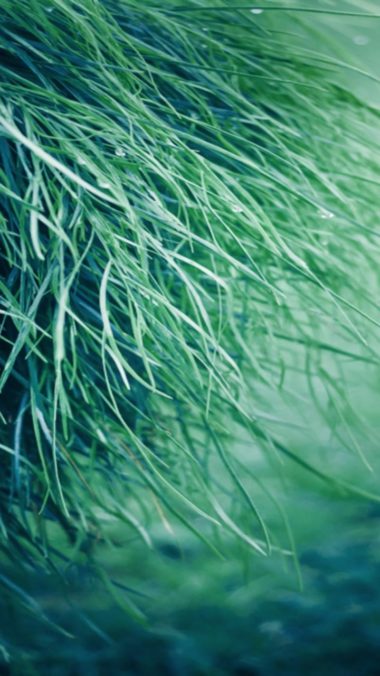 Pure Grass Wallpaper 720x1280 380x676