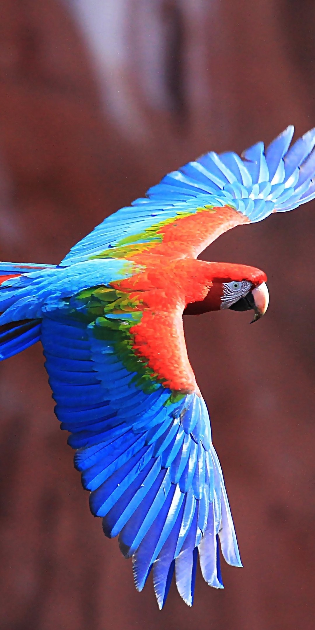 Red-And-Green Macaw Ultra HD Wallpaper [1080x2160]