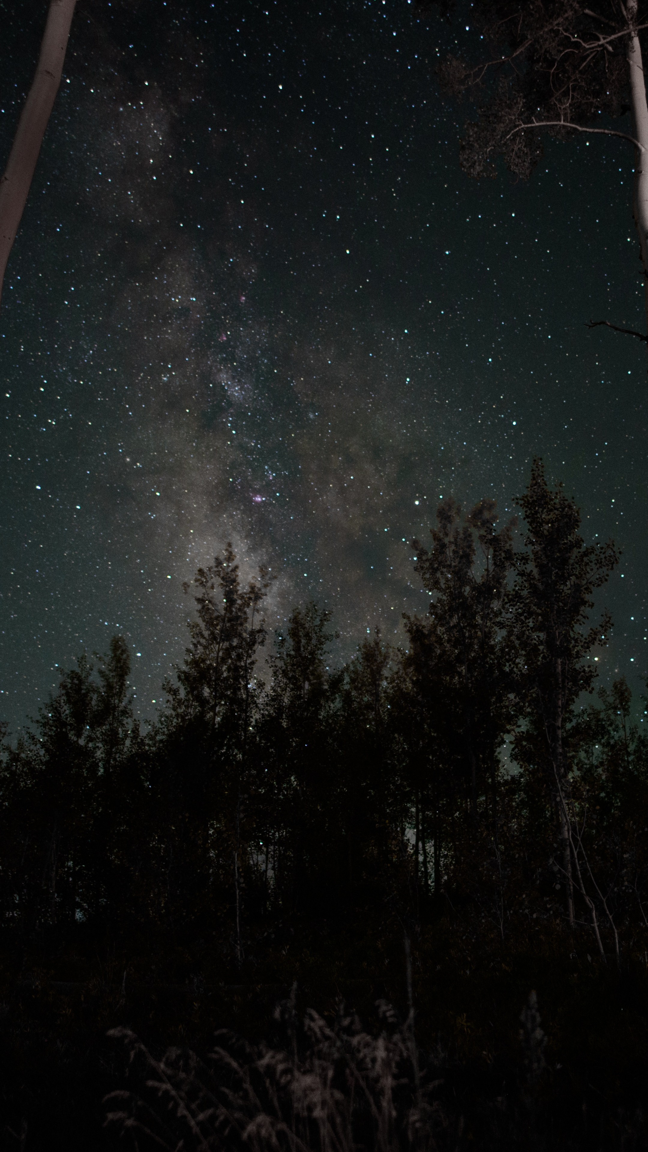 Starry Sky Stars Trees Night Wallpaper 2160x3840