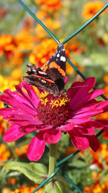 Zinnia Butterfly Flower Wallpaper 720x1280 380x676