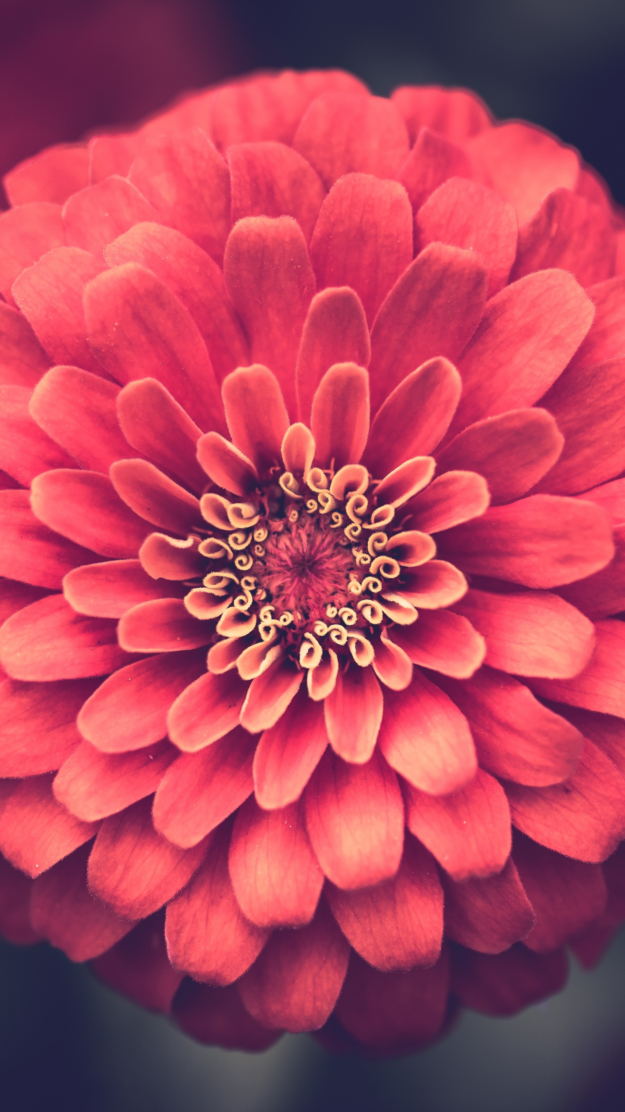 Zinnia Petals Close Up Wallpaper - [2160x3840]