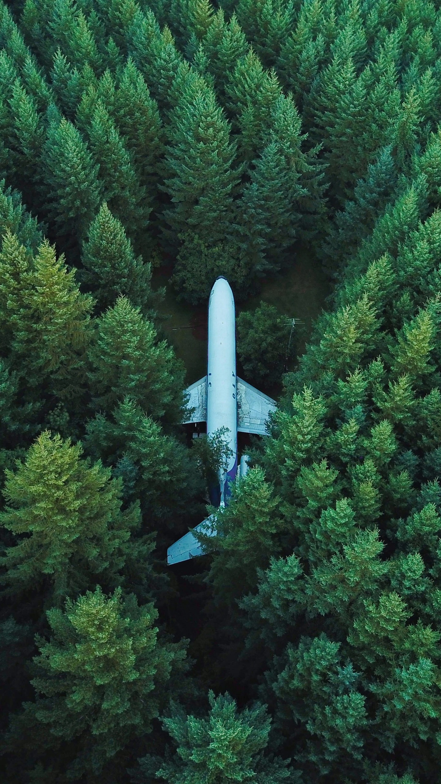 Airplane Trees Top View Wallpaper - [1440x2560]