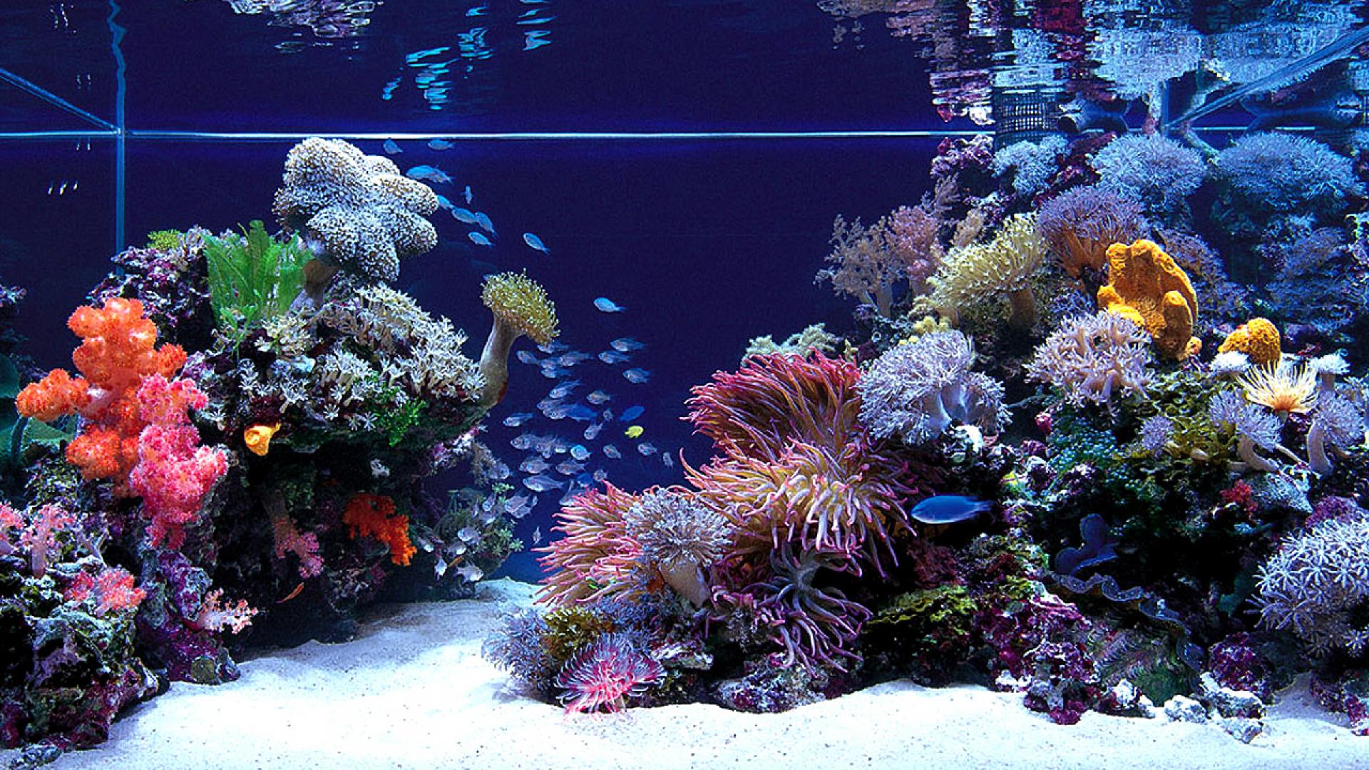 Descubrir 84+ imagen aquarium background hd - Thcshoanghoatham-badinh ...