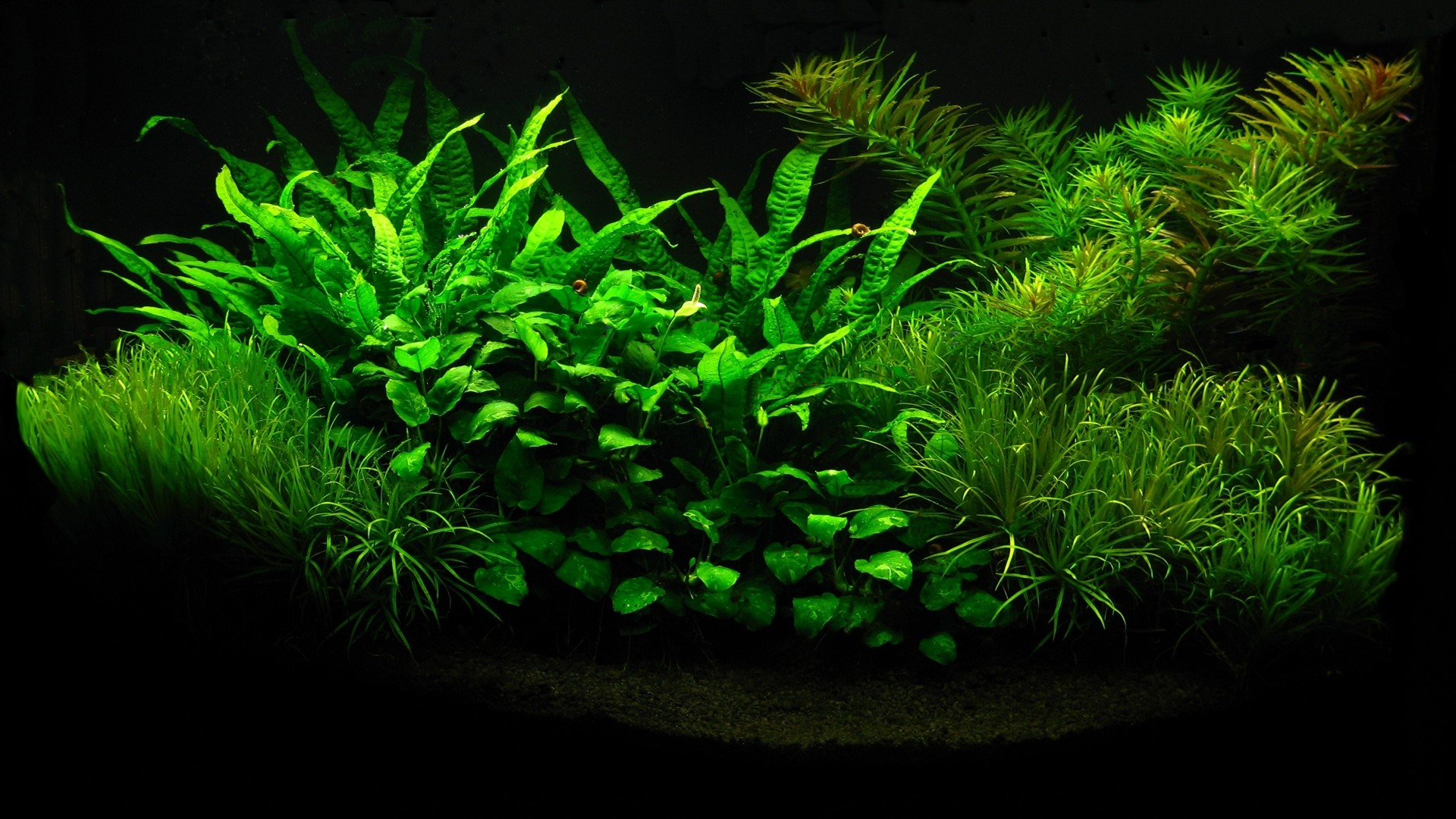 aquarium wallpapers hd