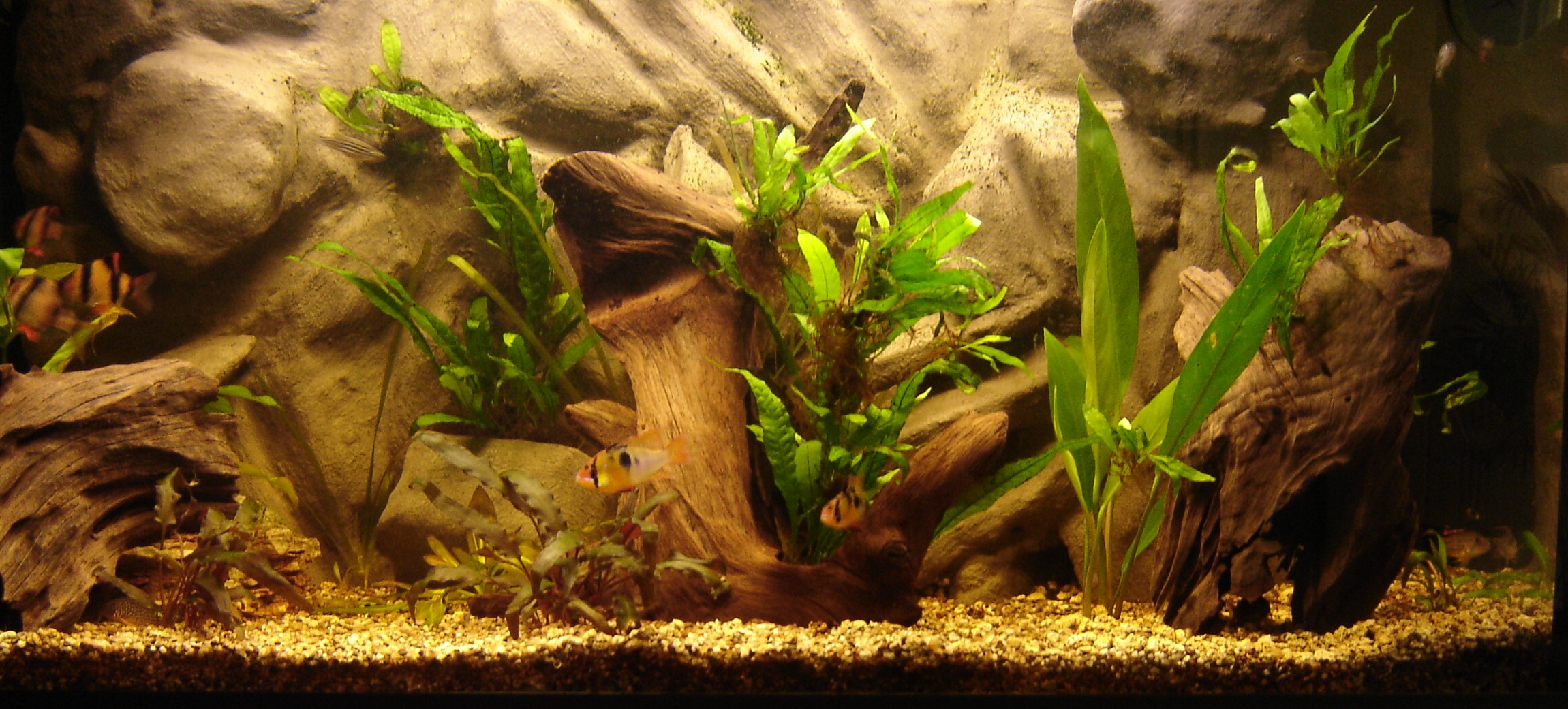 Decor Aquarium Iphone Decor Aquarium Iphone