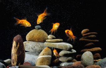 Aquarium Wallpaper 30 3840x2400 340x220