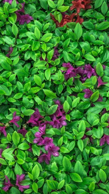 Azalea Leaves Flowers Plant Wallpaper 1440x2560 380x676