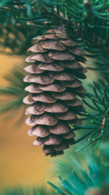 Cone Spruce Blur Wallpaper 1440x2560 380x676
