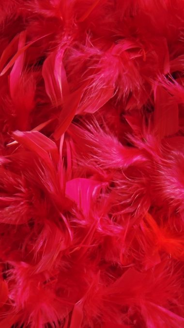 Feathers Down Red Wallpaper 1440x2560 380x676