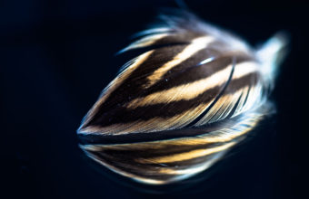 Feathers Wallpaper 24 2048x1365 340x220