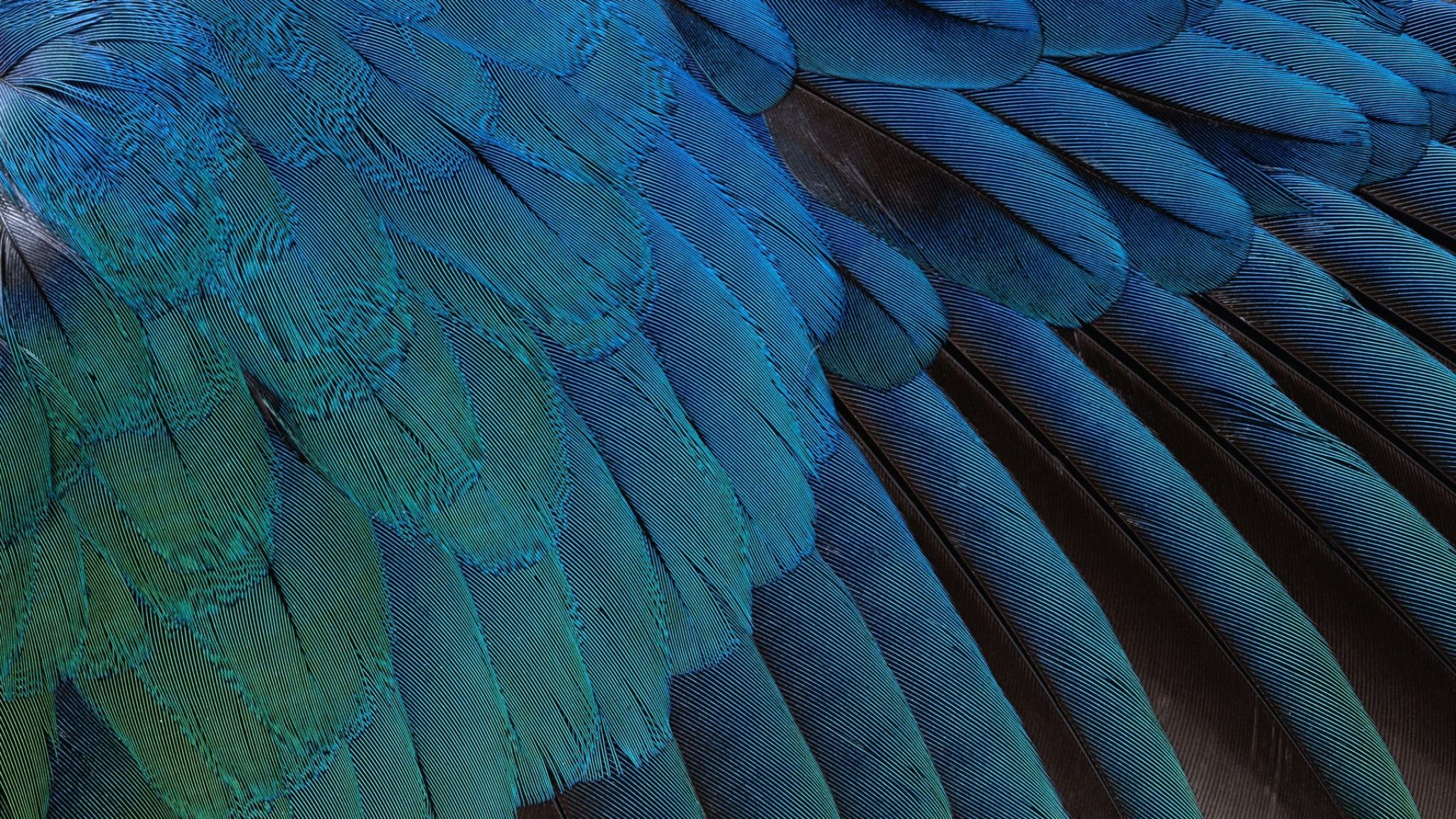 40000 Free Feather  Bird Images  Pixabay