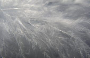 Feathers Wallpaper 46 2816x2112 340x220