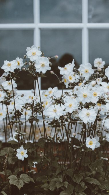 Flowers Window Flower Bed Wallpaper 1440x2560 380x676