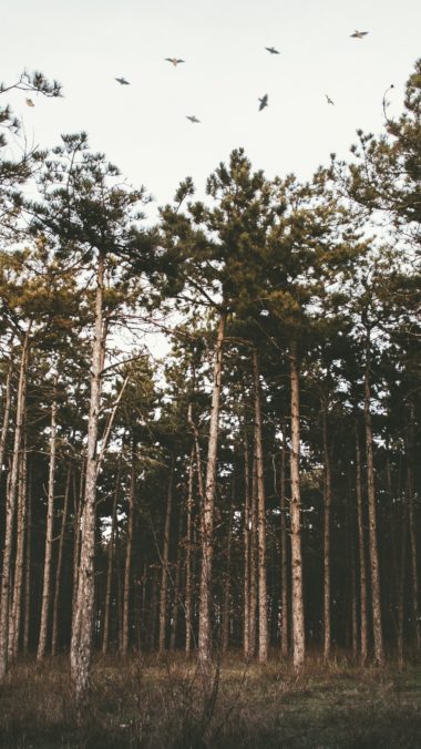 Trees Forest Grass Evening Wallpaper 1440x2560 380x676