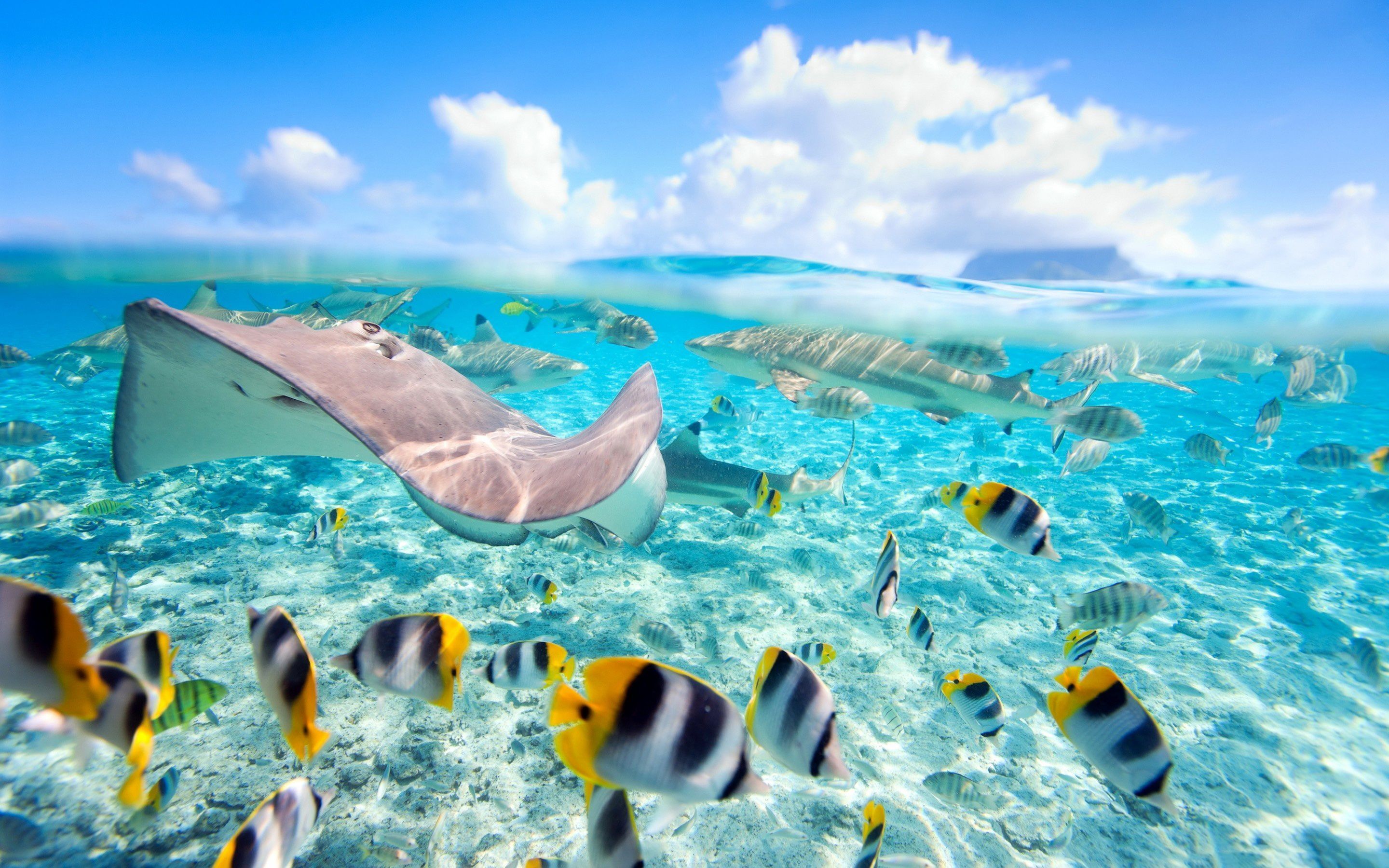 Under Water Wallpaper 23 2880x1800 Under Water Wallpaper 23 2880x1800 768x480