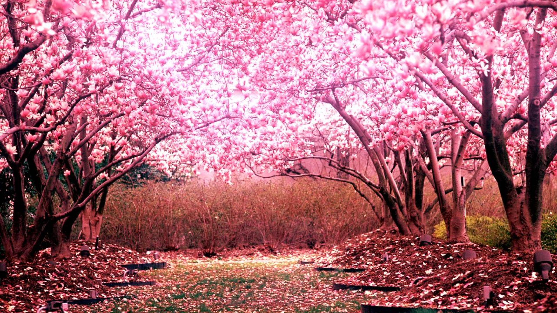 Cherry Blossom Tree Wallpaper 01 - [1920x1080]