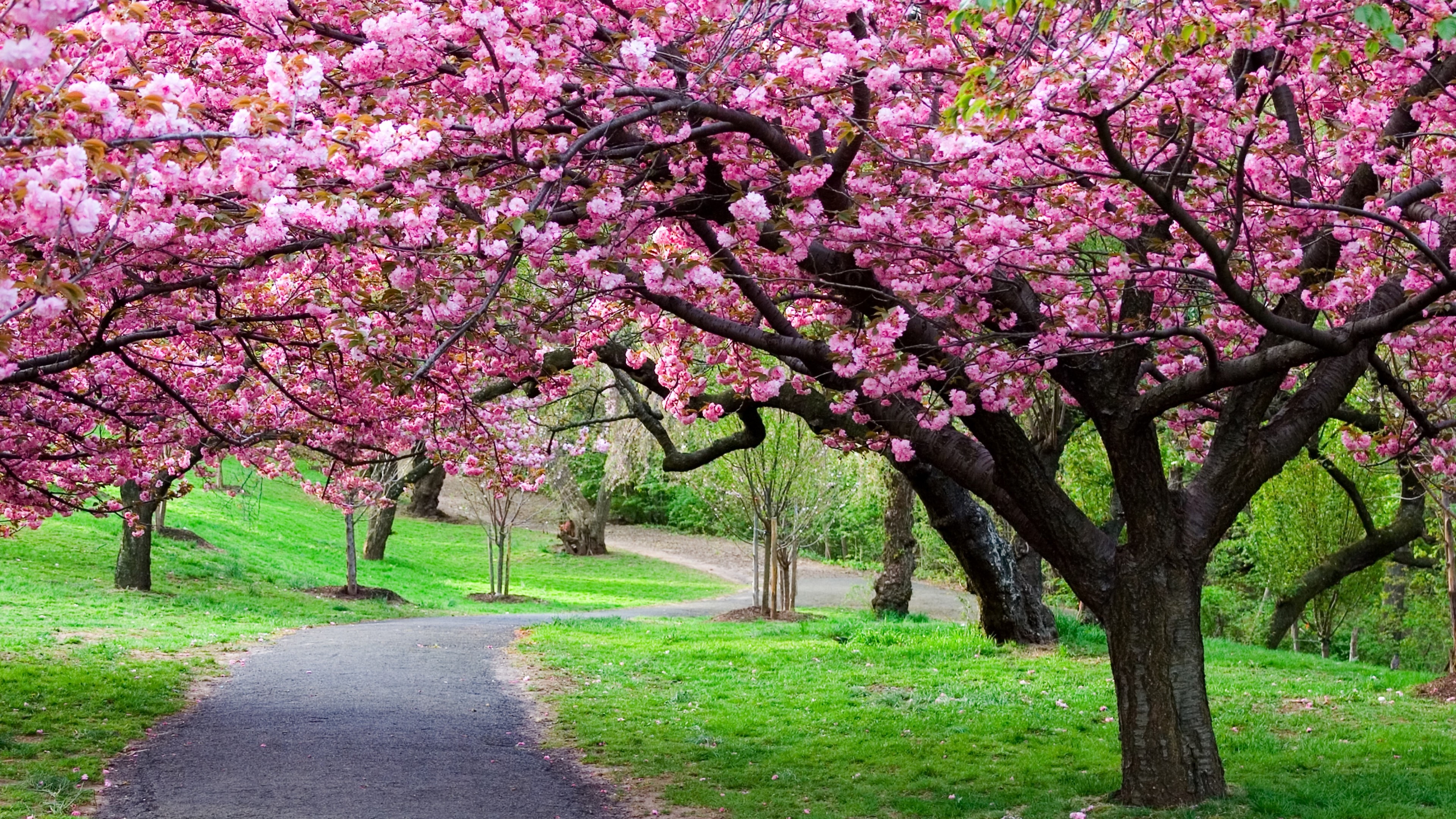 Cherry Blossom Tree Wallpaper 04 - [3840x2160]