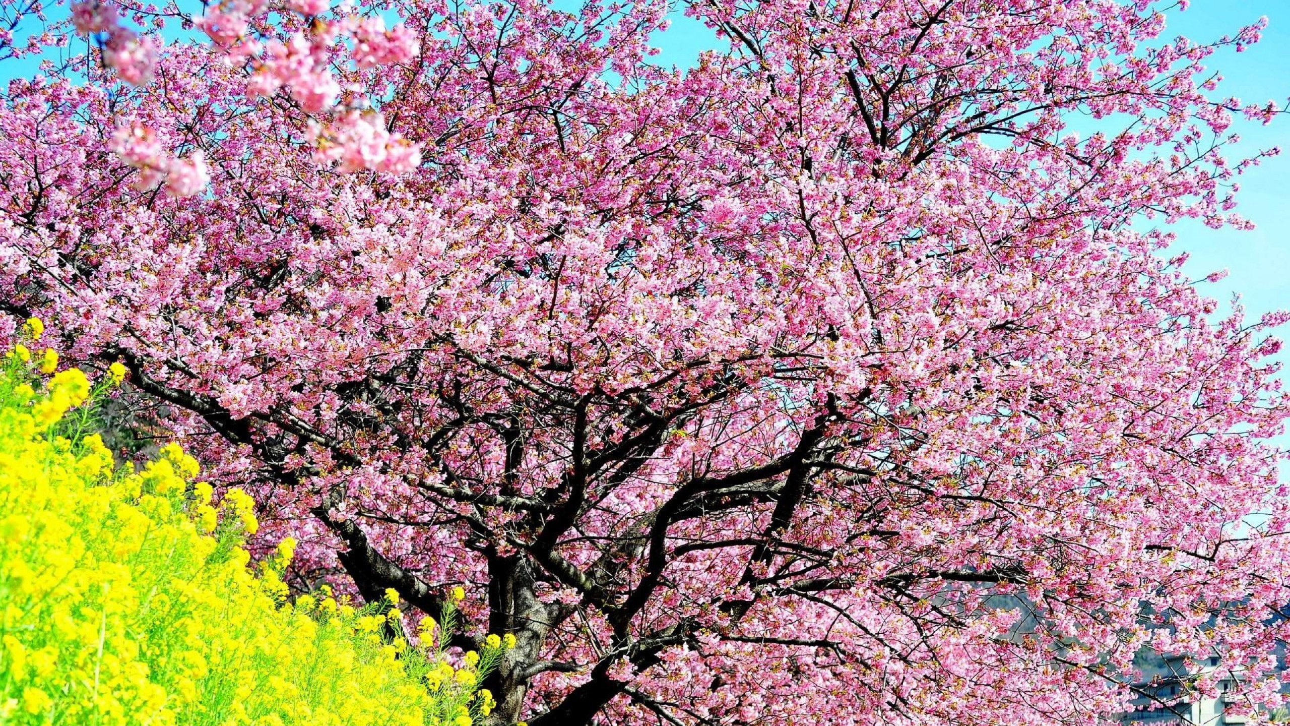 Cherry Blossom Tree Wallpaper 13 - [2560x1440]