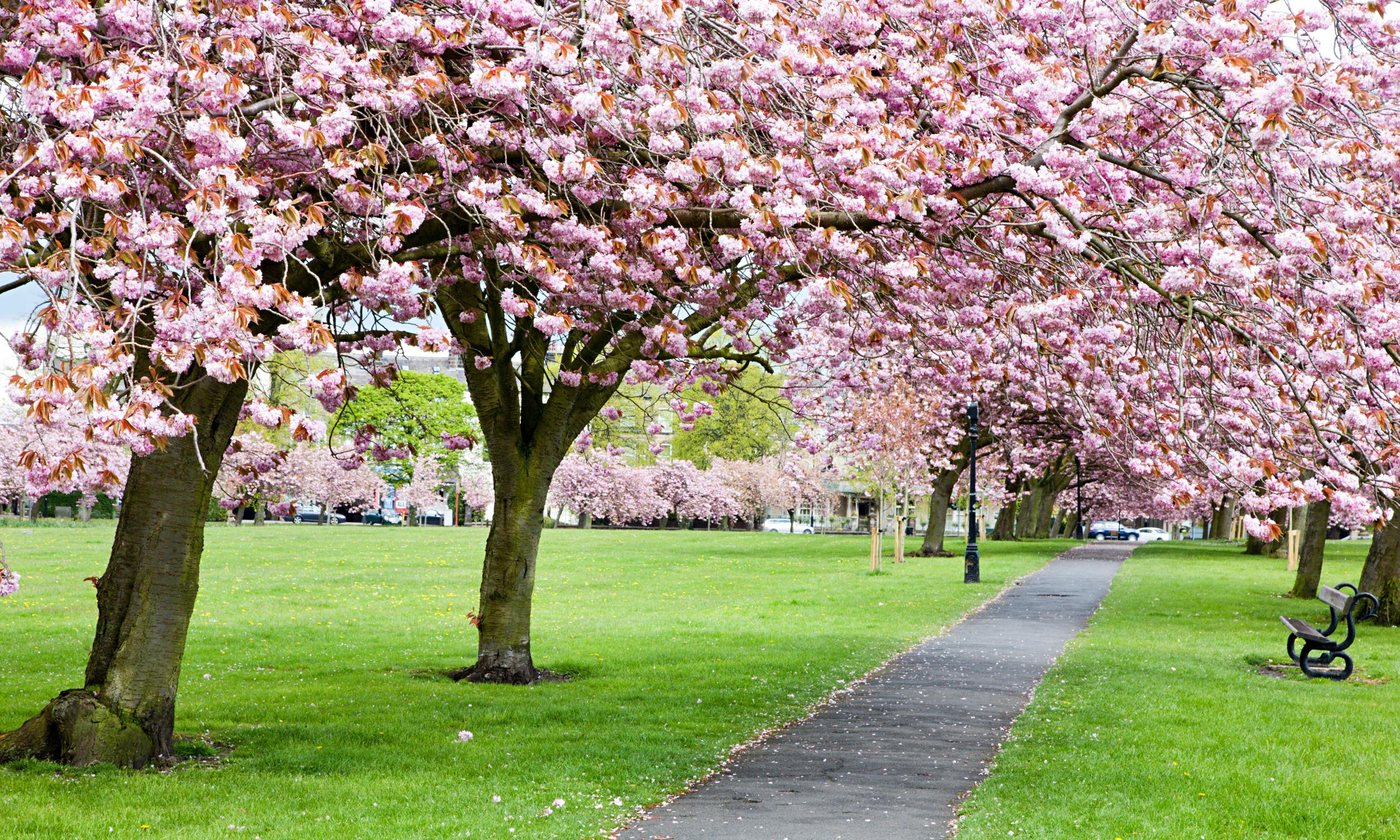 Trees with cherry blossom along a path through grass