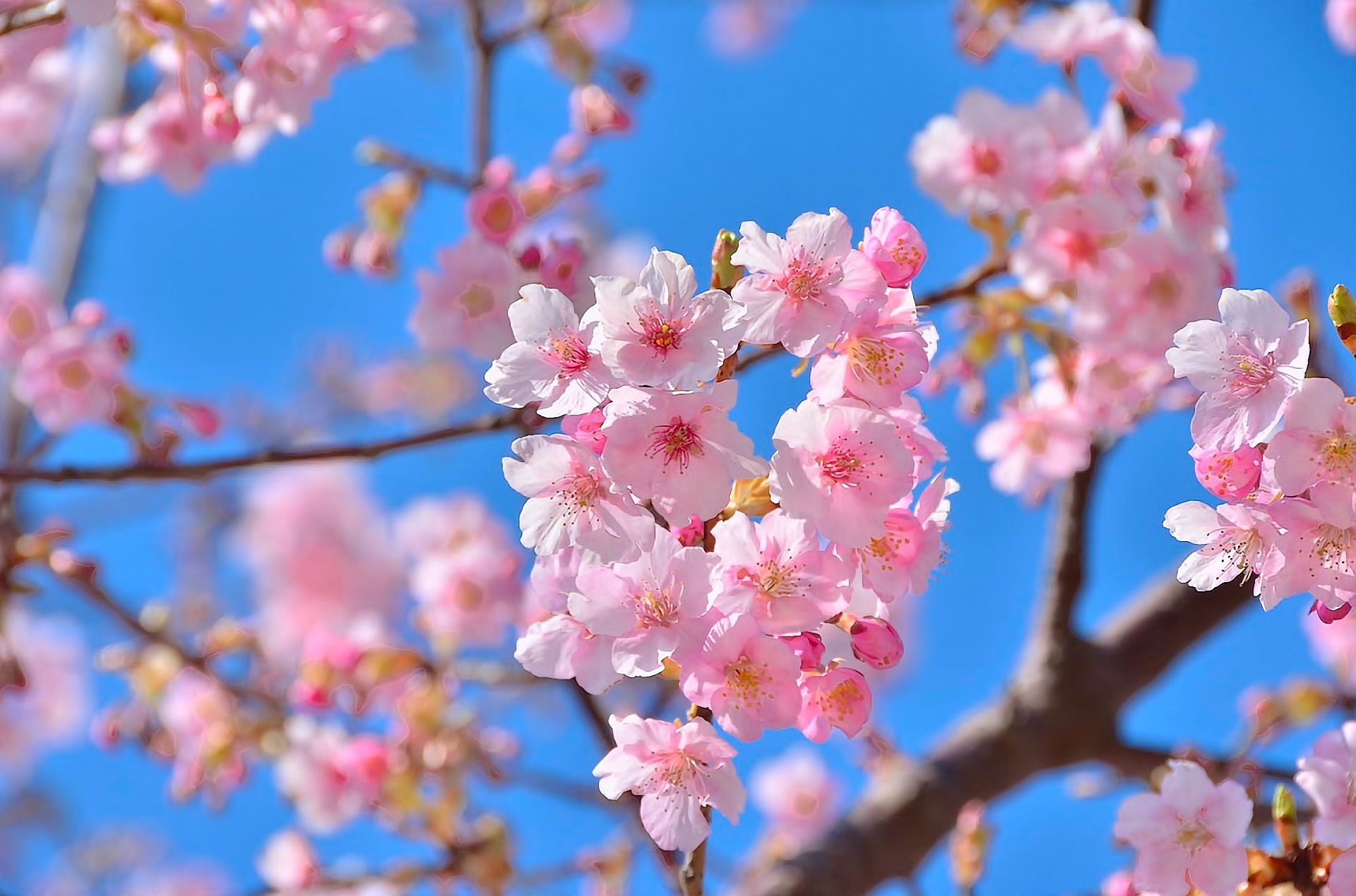 Spring user. Черри блоссом цветок. Сакура черри блоссом. Сакура черри блоссом дерево.