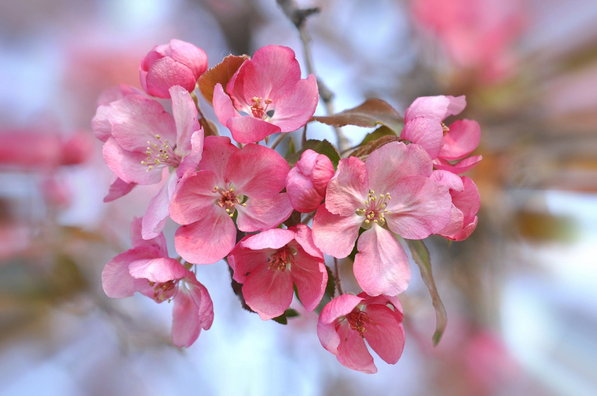 Cherry Blossom Tree Wallpaper 46 - [2048x1360]