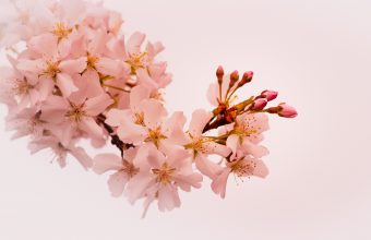 Cherry Blossom Tree Wallpaper 60 5456x3064 340x220