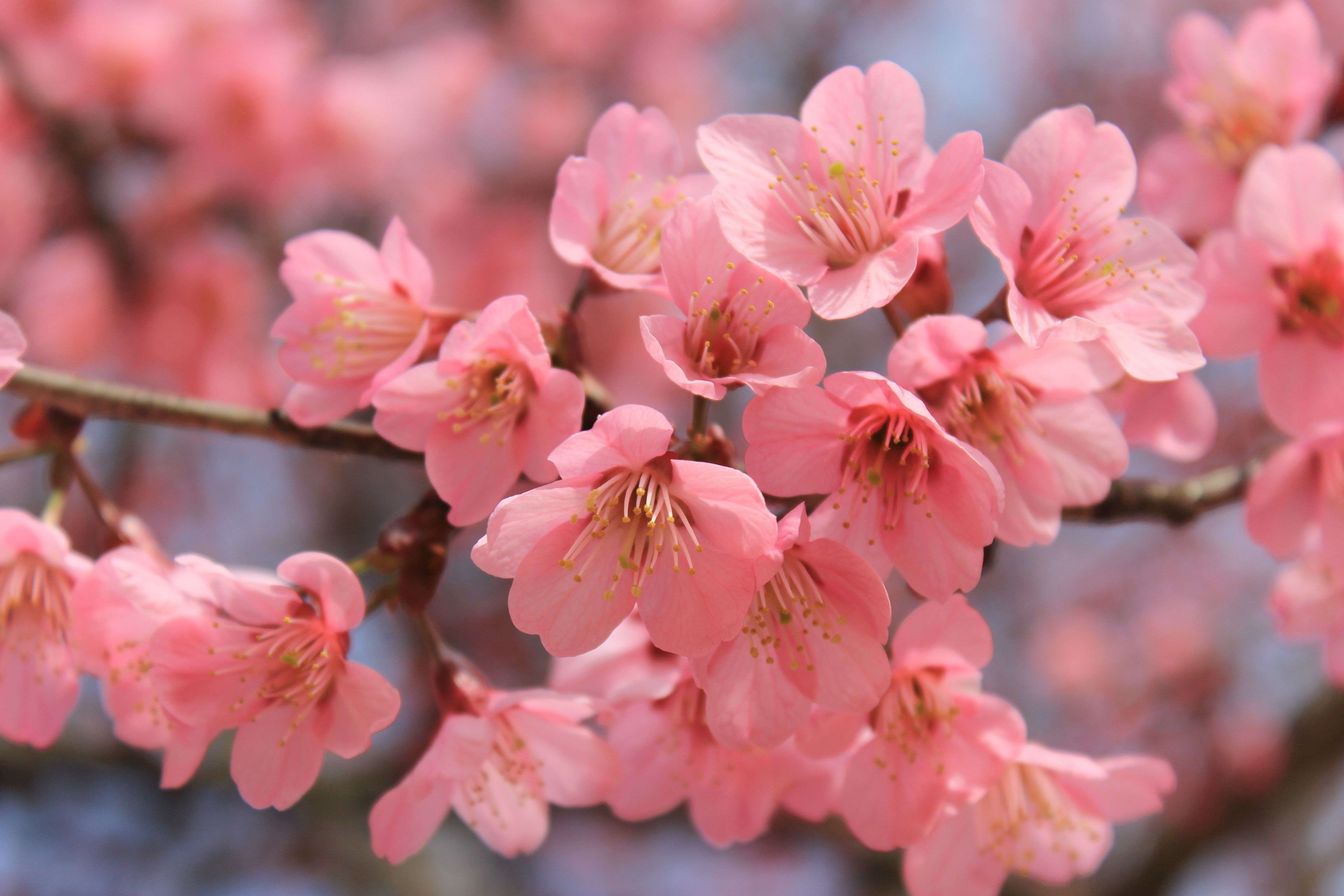 Cherry Blossom Tree Wallpaper 65 - [5184x3456]