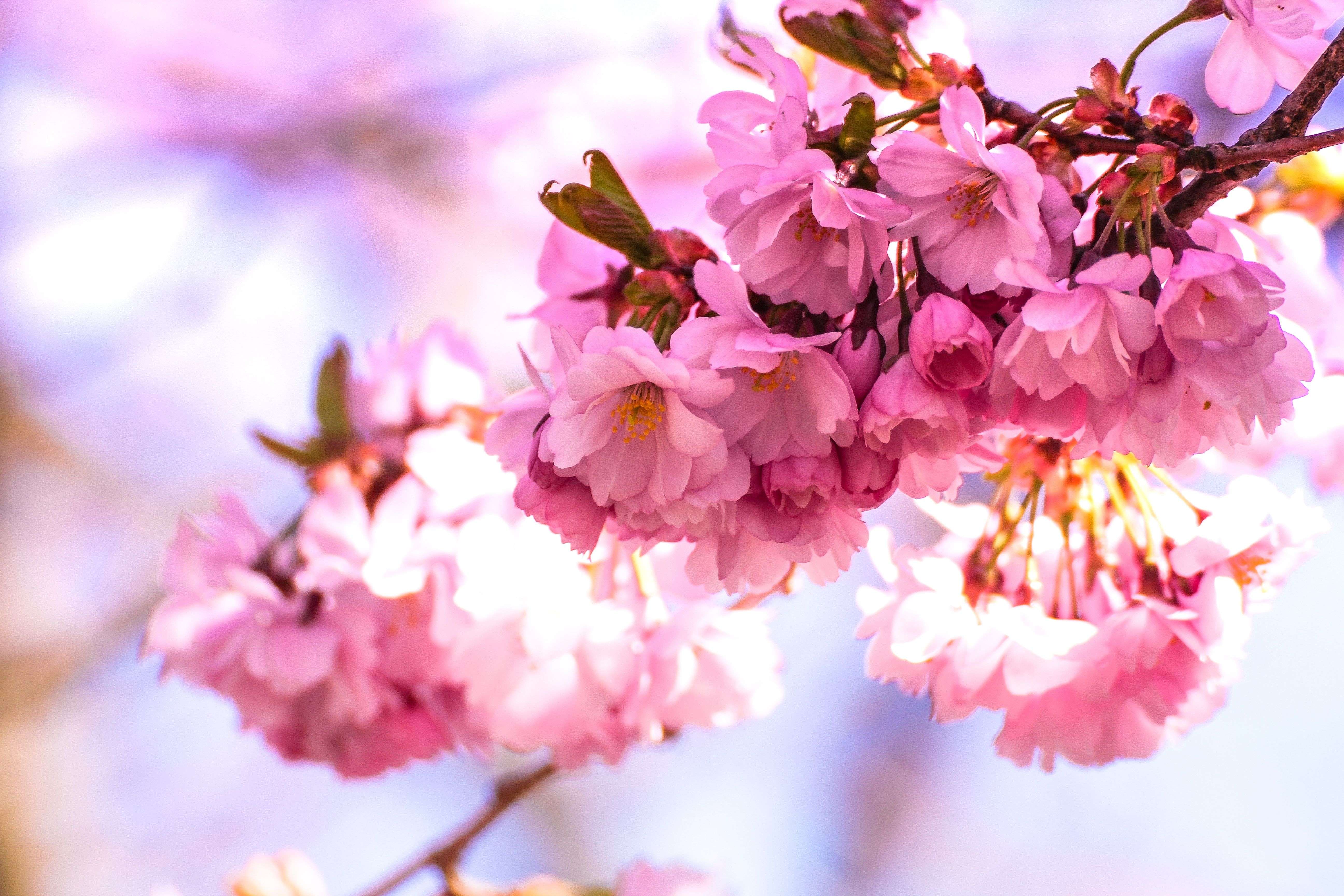 Cherry Blossom Tree Wallpaper 79 - [5184x3456]