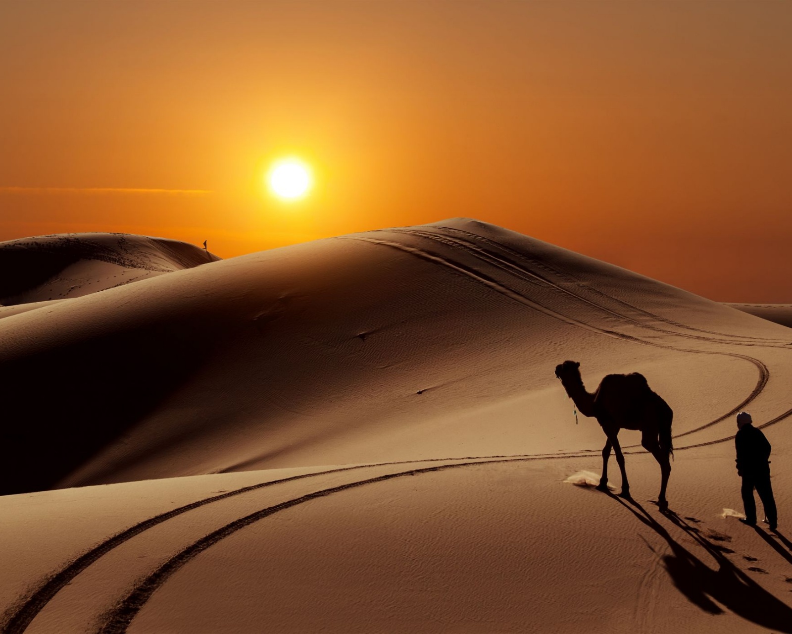 Camel wallpapers HD | Download Free backgrounds