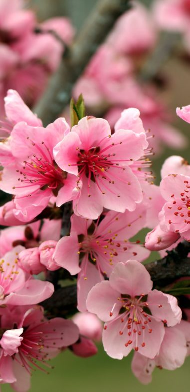 Apple Tree Bright Spring Pink Flowers 1080x2220 380x781