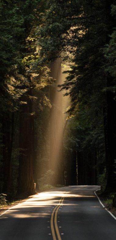 Conifer Daylight Evergreen Forest Highway 1080x2220 380x781