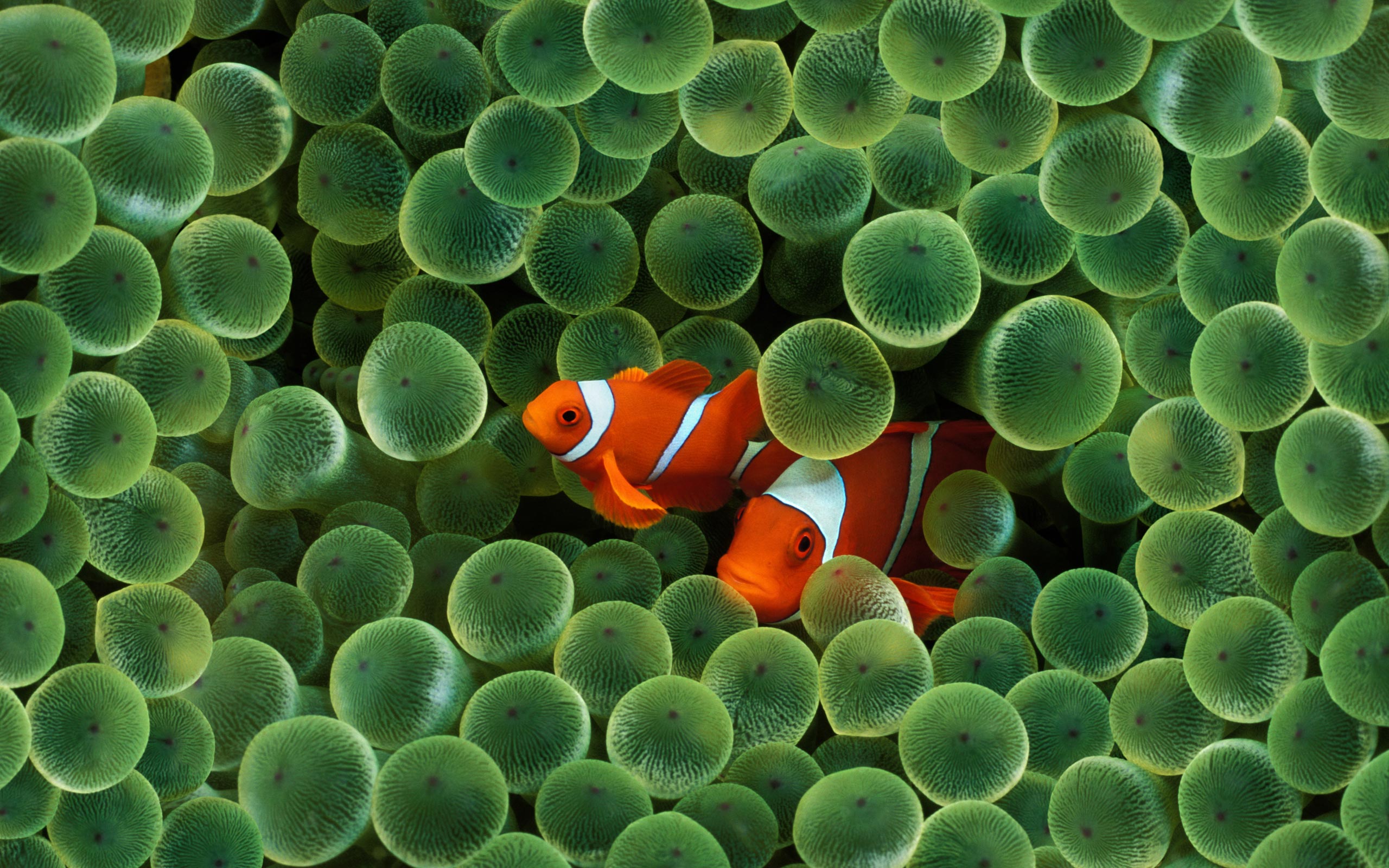 fishing desktop background 12 2560x1600