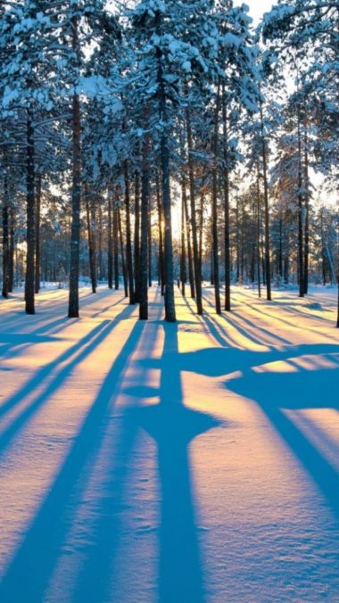 Forest Sunrise Winter Trees 540x960 380x676