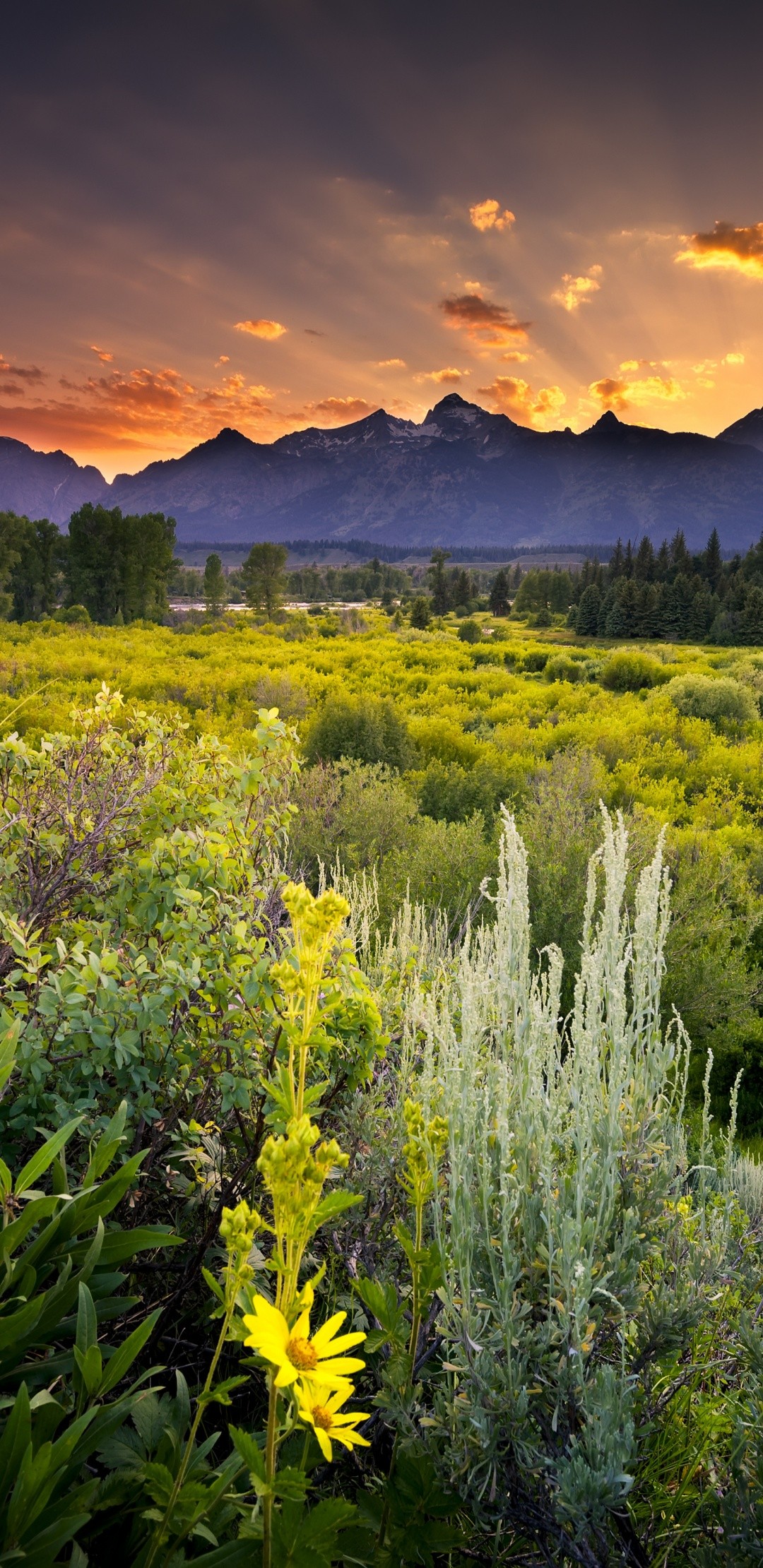 Grand Teton National Park Sunset 1080x2220