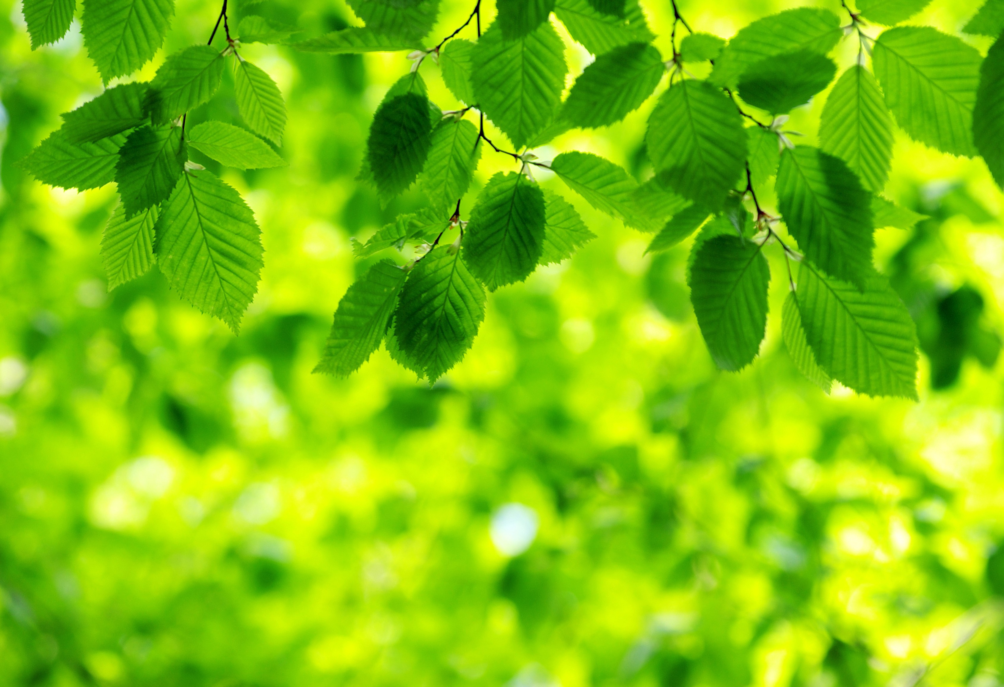  Green Background  25 3376x2310 