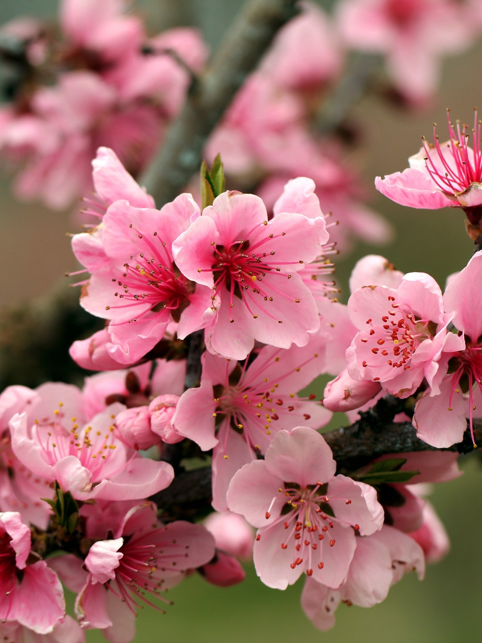 Apple Flower Wallpapers  Wallpaper Cave