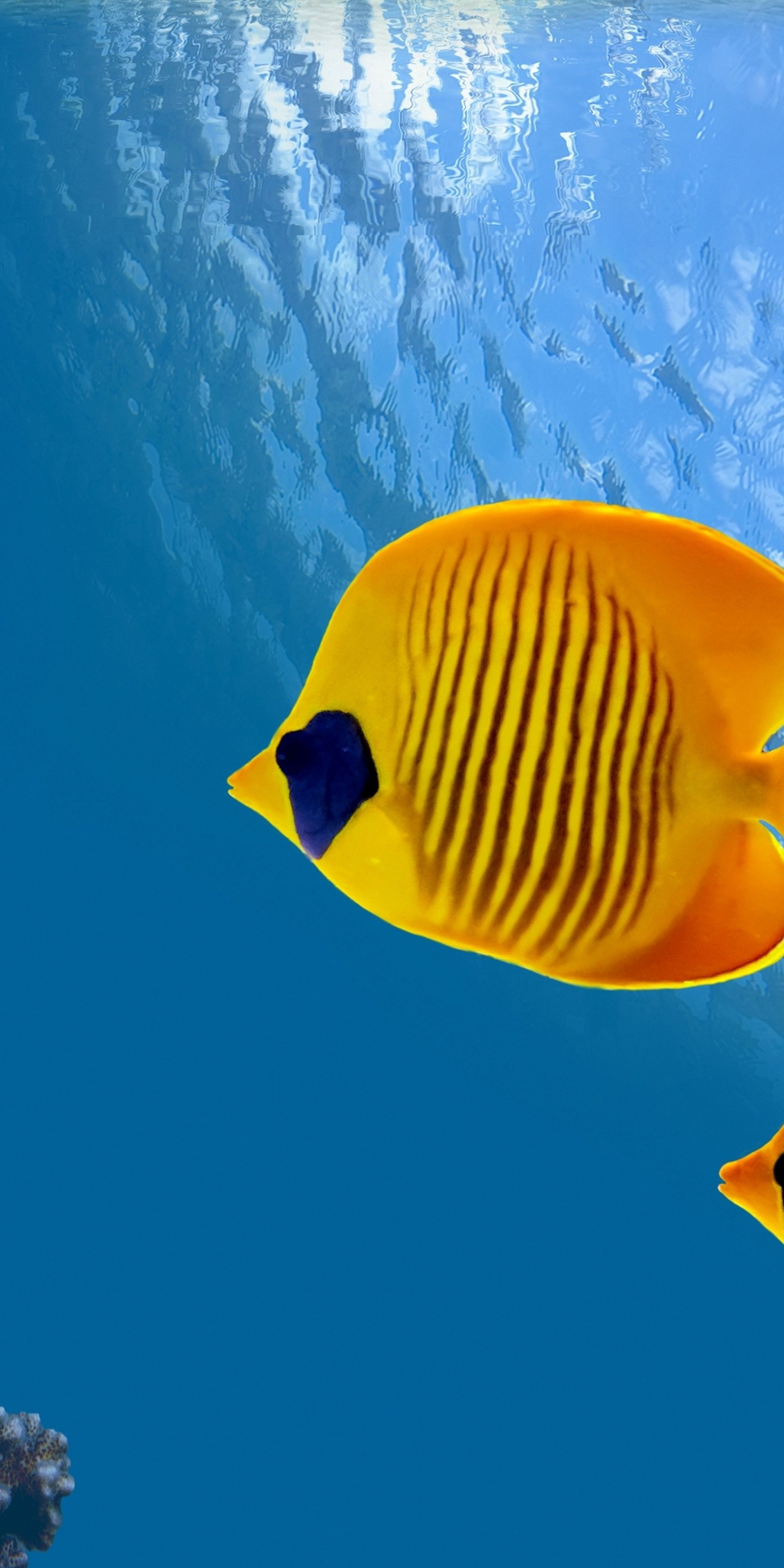 Fish Underwater World Animals - [1440x2880]
